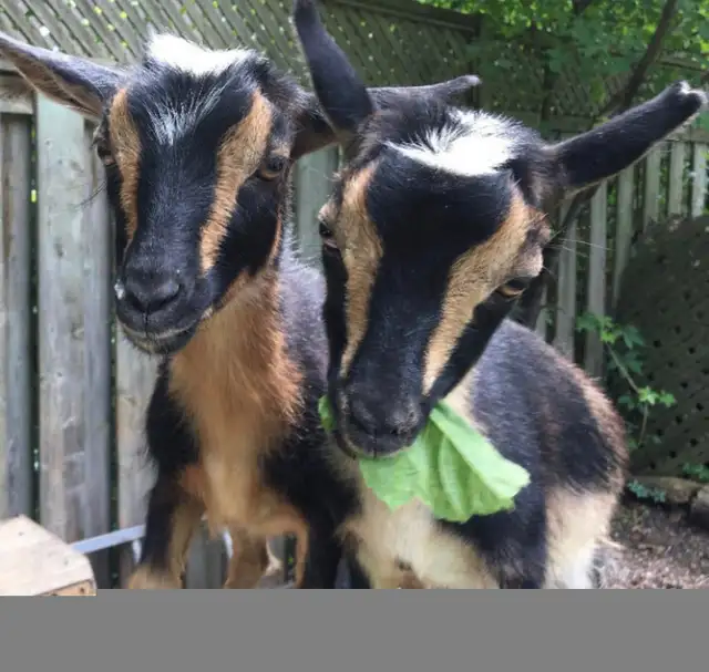 BABY GOATS BIRTHDAY PARTY RENTAL GTA in Animal & Pet Services in City of Toronto - Image 5