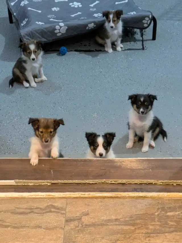 Shetland mini miniature 15 livres in Dogs & Puppies for Rehoming in West Island - Image 2