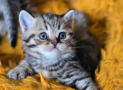 Petits boules de poile, scottish fold et stright à vendre, View more