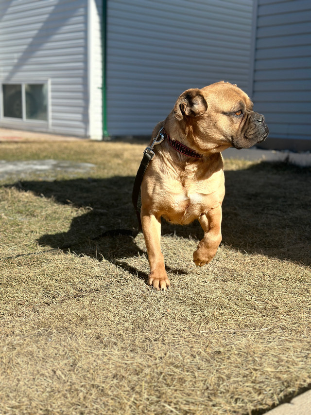 Bull mastiff  in Dogs & Puppies for Rehoming in Portage la Prairie - Image 2