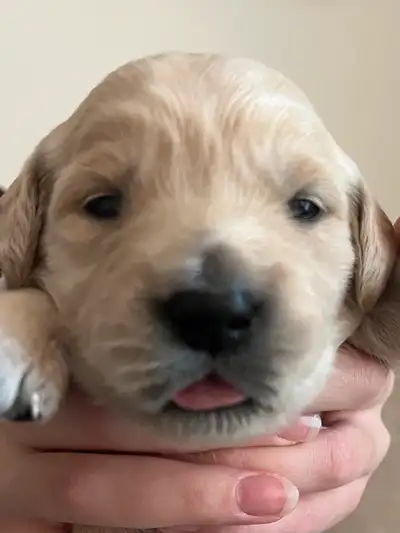 Purebred Golden Retriever Puppies  - Ready to go home Dec 1st, View more