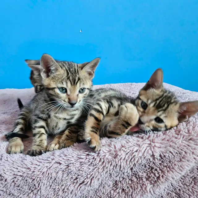 Chatons Bengal in Cats & Kittens for Rehoming in West Island - Image 6