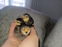 Three Bantam Chicks