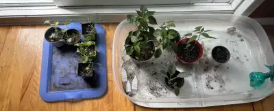 Plants de kale (se récoltant jusqu'en décembre) - DISPO À LONGUE, View more