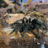 Grammostola Pulchra + terrarium 