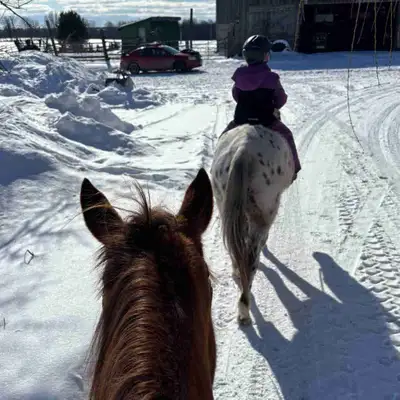 Looking for a beginner horse, View more