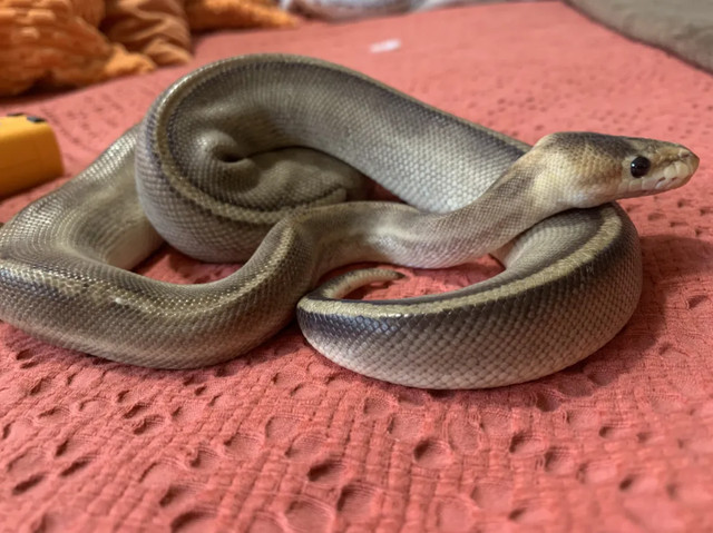 Ball python for rehome - PET ONLY in Reptiles & Amphibians for Rehoming in Victoria - Image 2