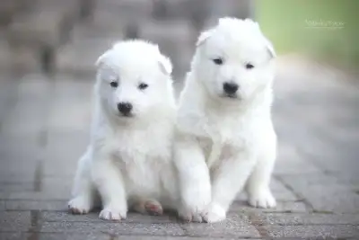chiot berger blanc Suisse,  white Swiss shepherd puppy, View more