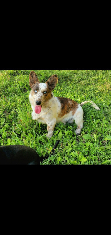 Corgi x in Dogs & Puppies for Rehoming in Vernon