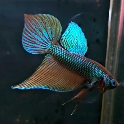 Smaragdina betta sale! Males only!, View more