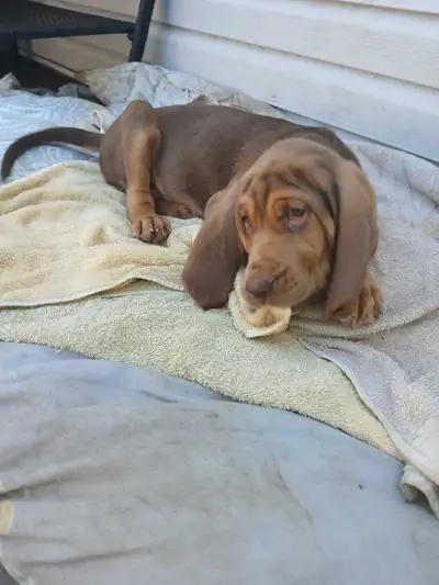 CKC bloodhound puppies 2 left!, View more