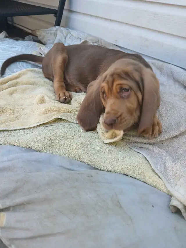CKC Bloodhound puppies 2 left! in Dogs & Puppies for Rehoming in Norfolk County - Image 6