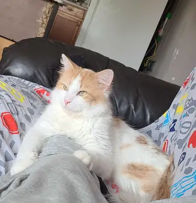 Male cat to Rehome, View more