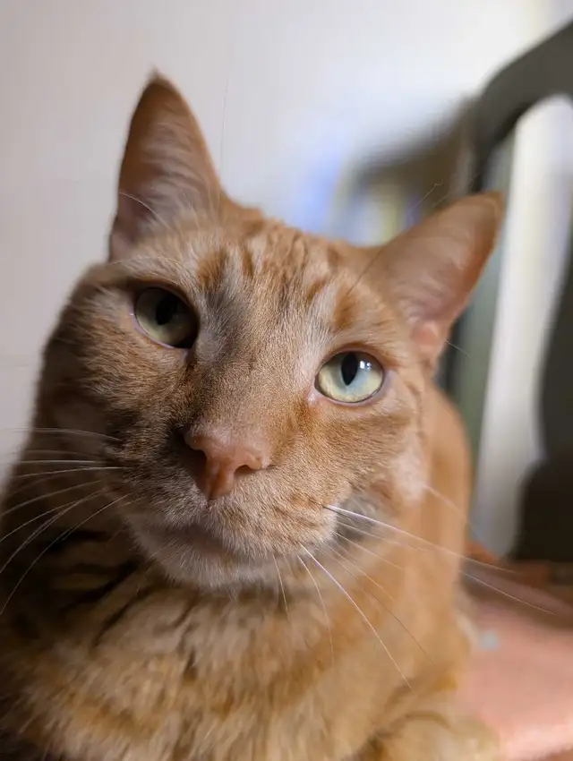 Looking for Family - Cudney