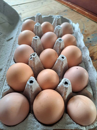 Light Sussex Hatching Eggs