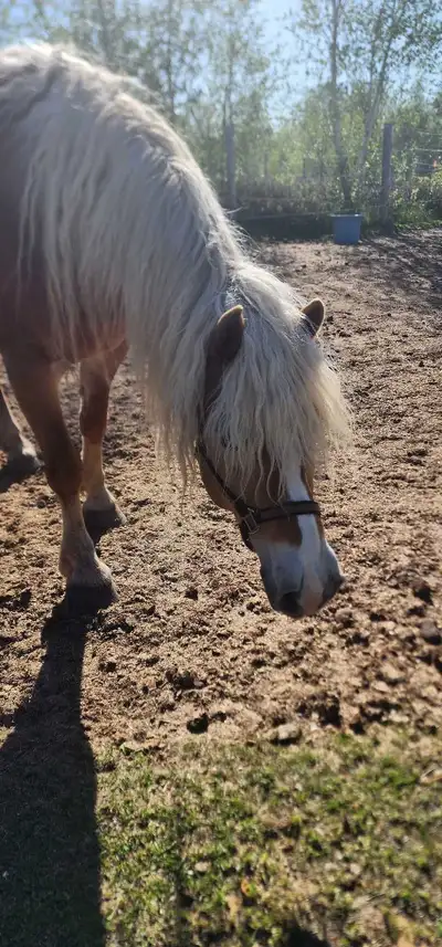 horseback riding, View more