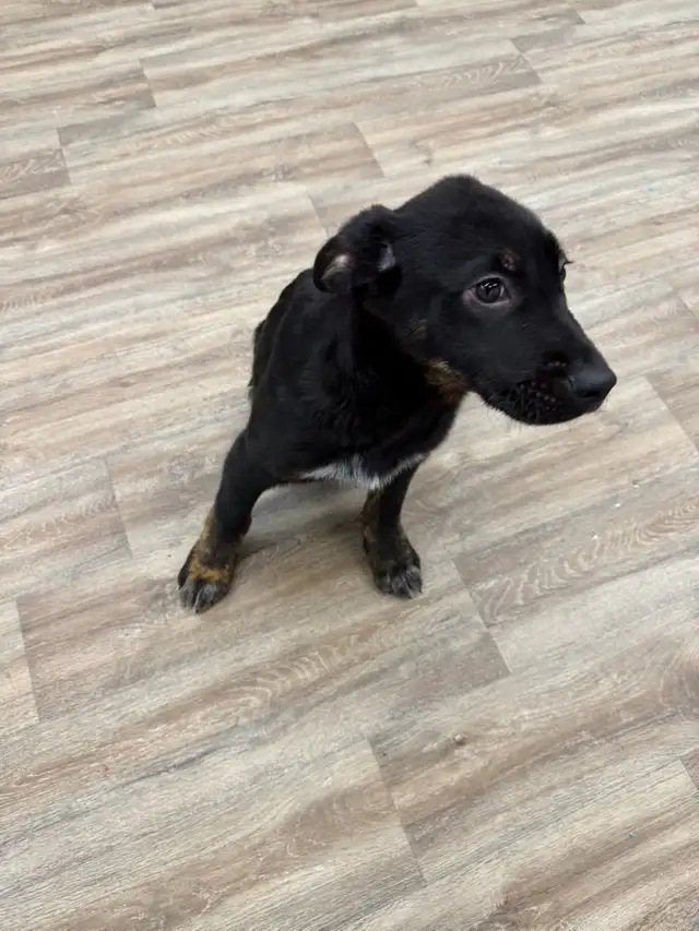 German Shepherd mix Male puppy in Dogs & Puppies for Rehoming in City of Toronto - Image 4