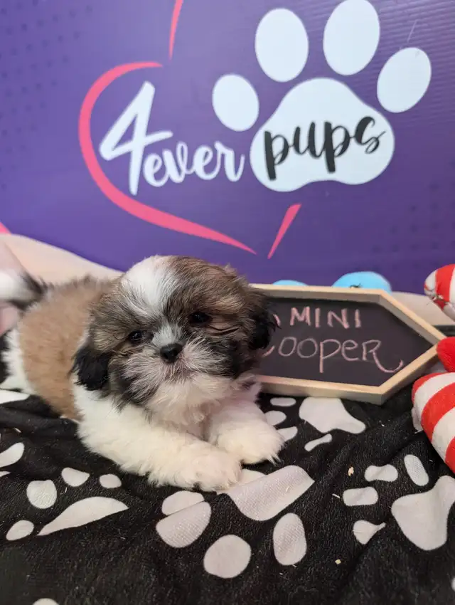 Shih-tzu pure puppies June 29**HYPOALLERGENIC in Dogs & Puppies for Rehoming in West Island - Image 8