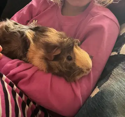 sweet male Guinea pig , View more