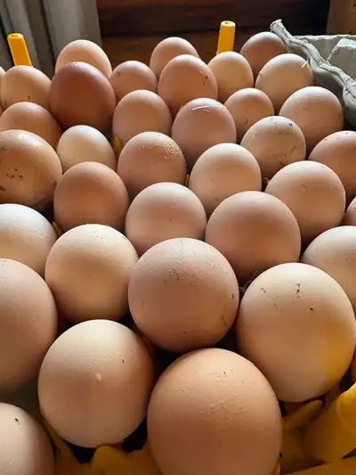 Bym hatching eggs from hardy breeds, View more