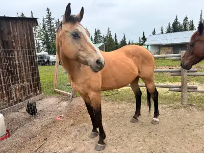 Very well broke quarter horse. Experienced rider would do well with her but not someone who doesn’t...