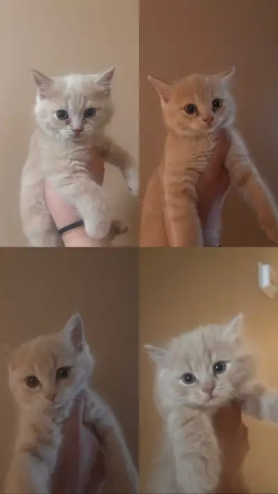 Cream British shorthair kittens, View more