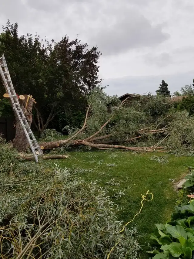 Affordable Tree Removal 