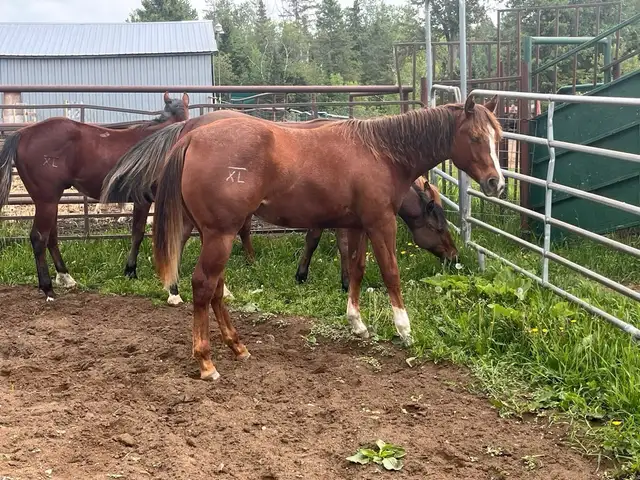 one year old filly  in Horses & Ponies for Rehoming in Kawartha Lakes - Image 4