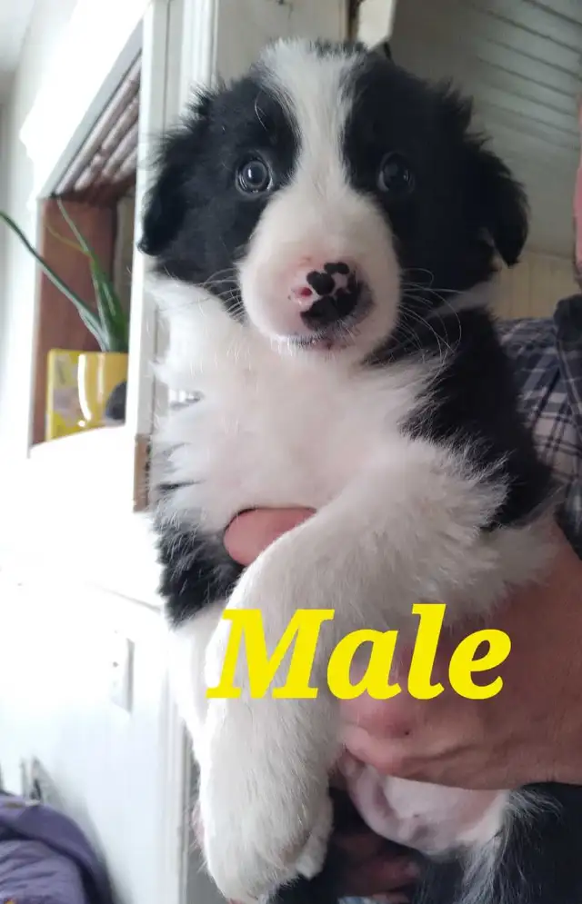 Purebred Border Collie puppies in Dogs & Puppies for Rehoming in Moncton - Image 2