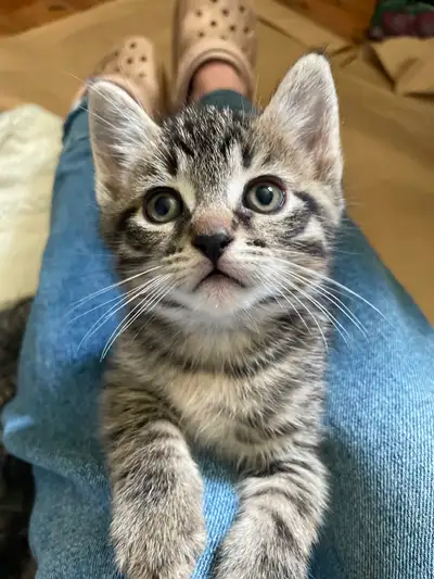 Only 2 adorable kittens left !!!, View more