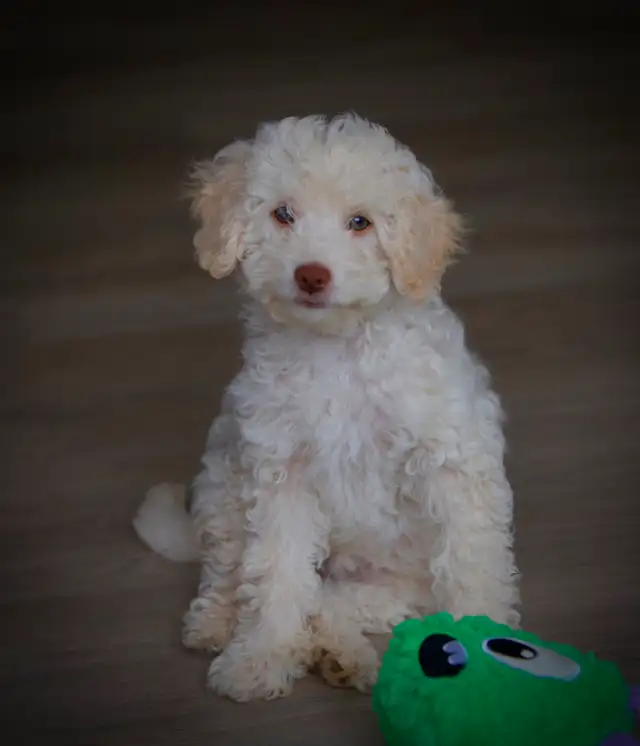 Minis Aussiedoodle F1B ... Adorable in Dogs & Puppies for Rehoming in Drummondville - Image 2