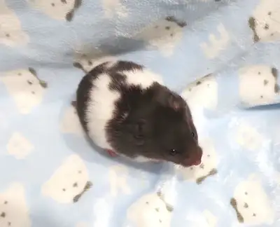 hamster syrien noir et blanc, View more
