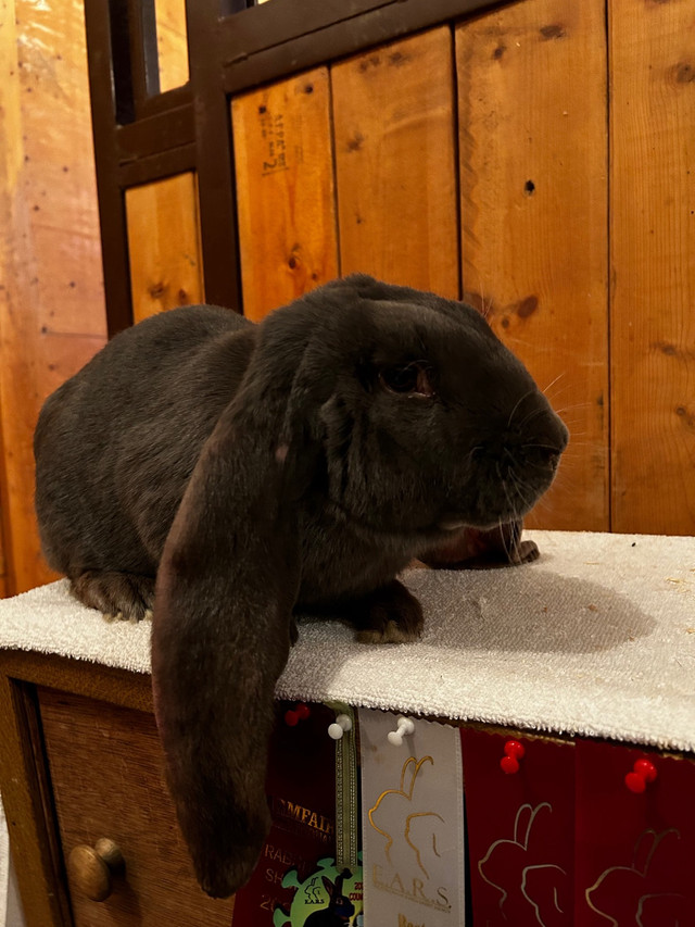 English Lop Buck  in Small Animals for Rehoming in Edmonton - Image 3