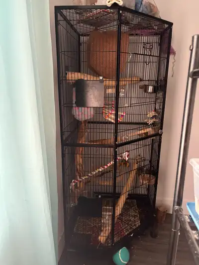 2 Female sugar gliders , View more