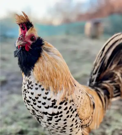 Free young roosters. Will look similar to the first picture (one of my roosters on the property) I h...