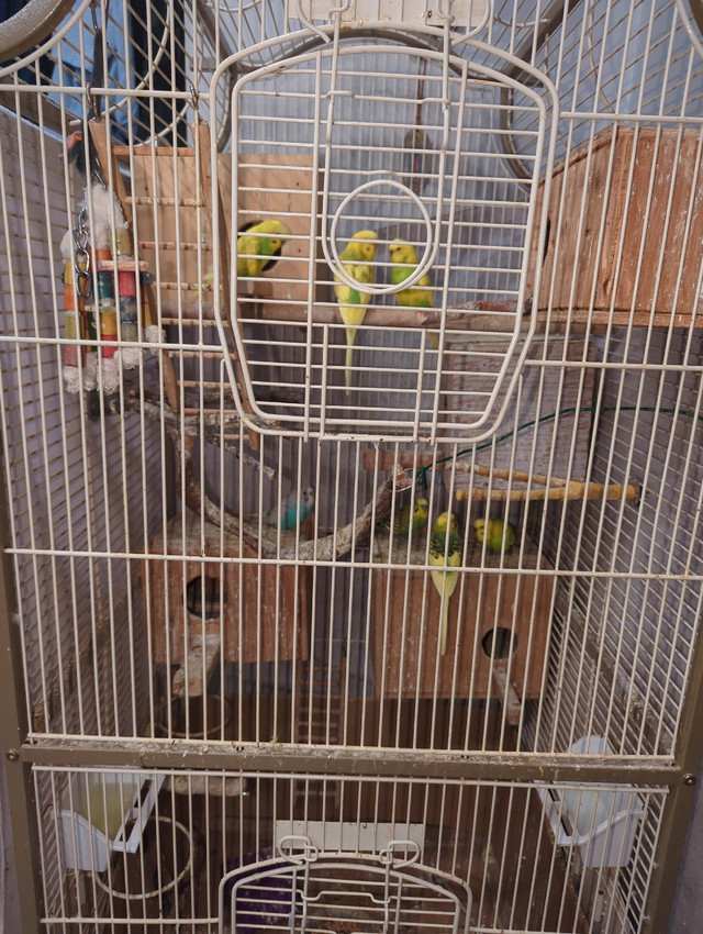 Budgies for sale  in Birds for Rehoming in Windsor Region