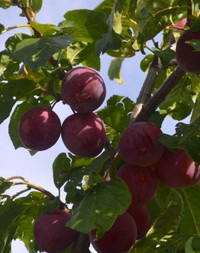 Plum Trees for Sale