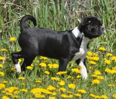 June 11th update: All posted are Available. Two Chinston siblings left from their litter Born Februa...