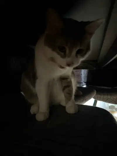 Meet this adorable 8-month-old gray and white kitten looking for her forever home She is: * Fully va...