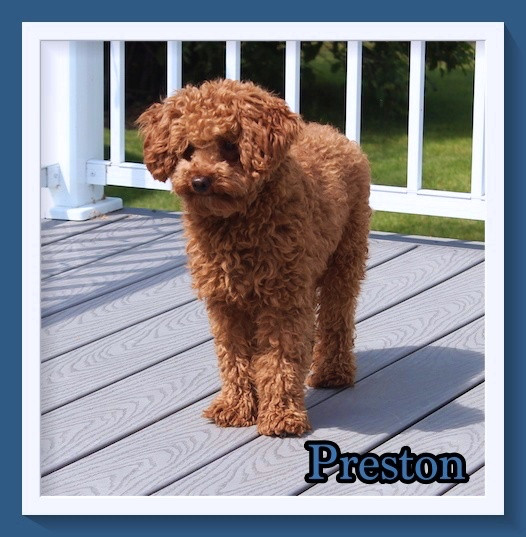 MiniGoldenDoodle F1b Puppies Dogs & Puppies for Rehoming Winnipeg