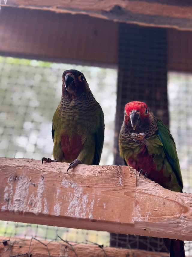 Conure rosy front for sale in Birds for Rehoming in City of Toronto - Image 2
