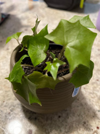 English ivy trialling plant