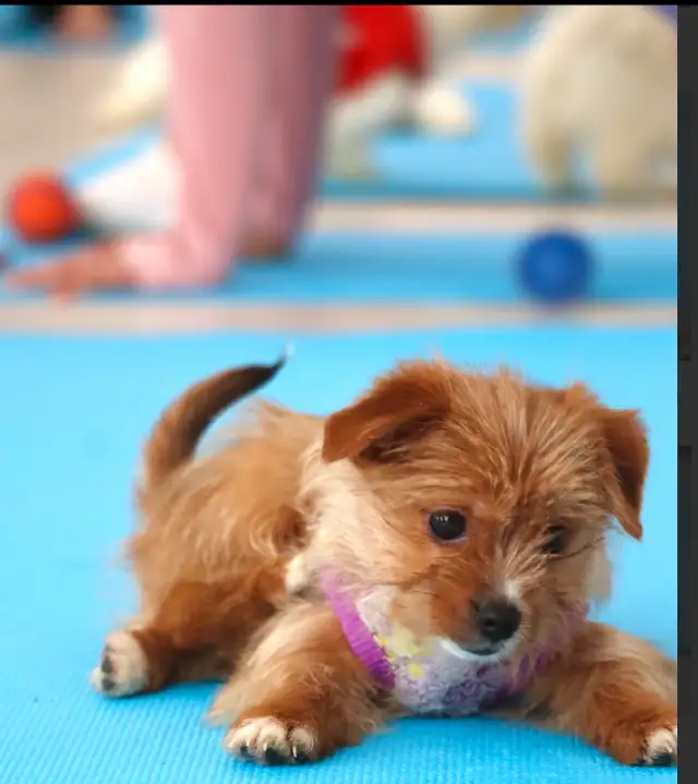 HIGH QUALITY MINIATURE YORKIE PUPPIES in Dogs & Puppies for Rehoming in City of Toronto - Image 10