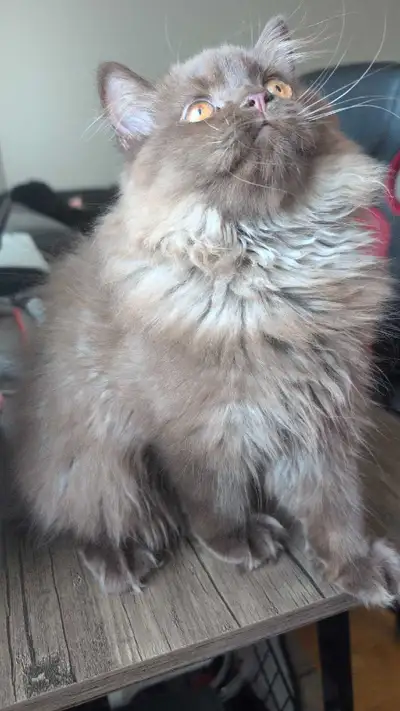 Rare color Purebred British shorthair/long hair kitten, View more
