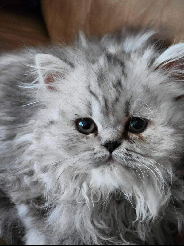 Merveilleux chatons Persans purs très affectueux et présents ! dans Chats et chatons à adopter  à Ville de Québec - Image 3