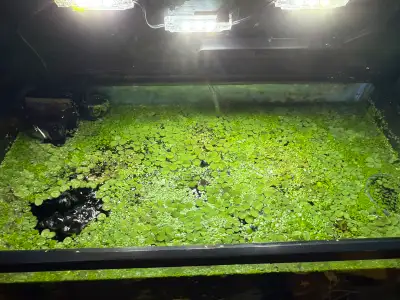 floating aquarium plants , View more