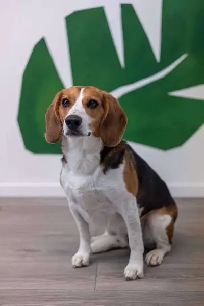 # Organisme de bienfaisance: 777644337 RR 0001 Willy est un Beagle calme et attachant. - Castré et v...