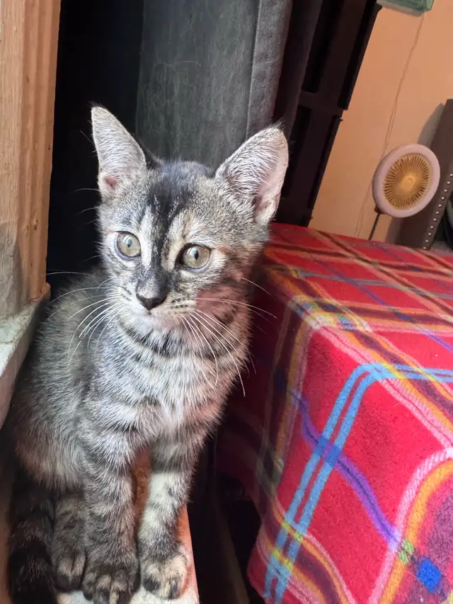 Bengal mixed adorable kittens in Cats & Kittens for Rehoming in City of Montréal - Image 7