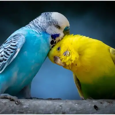 We are a small hobby farm that takes in any animals that are in need of a new home or rehomed! We al...