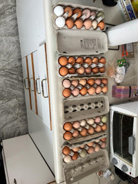 Fresh chicken eggs 